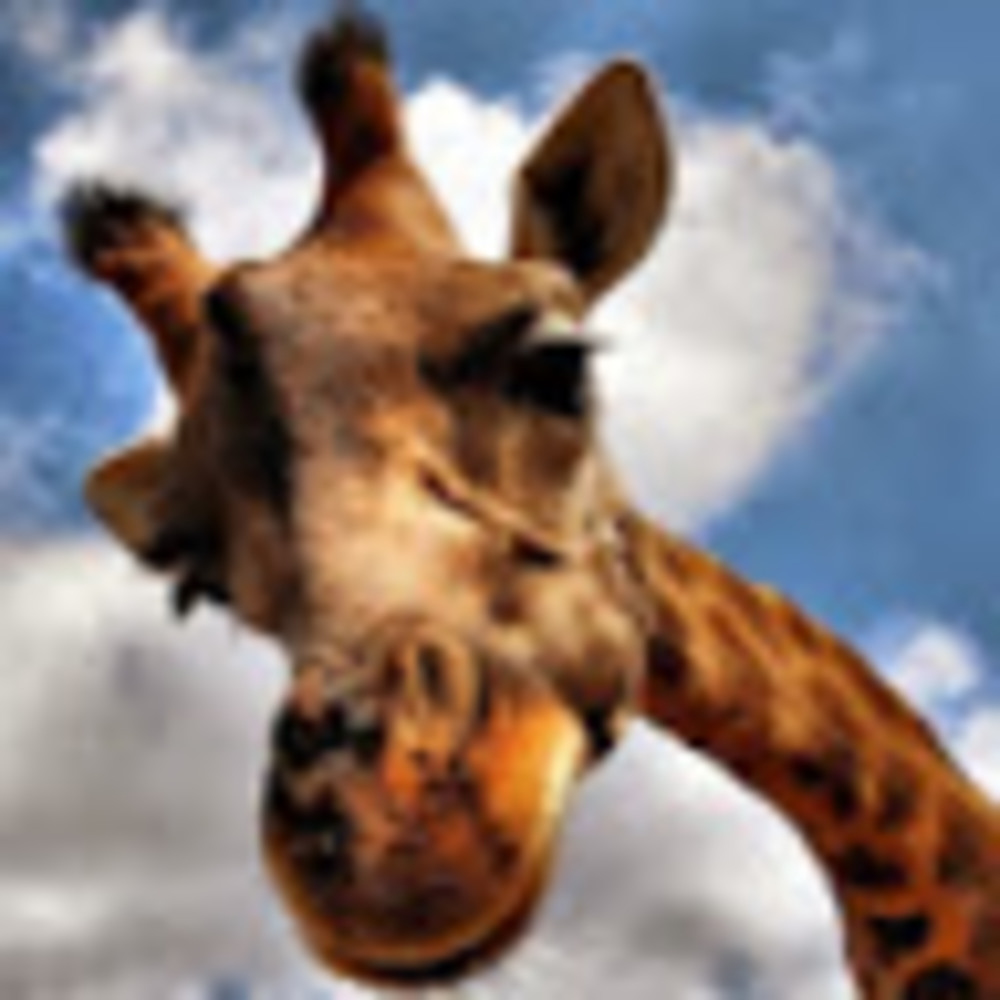 Meet your Posher, Maria